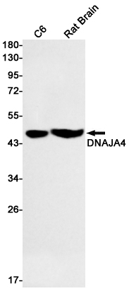 DNAJA4 Rabbit mAb ABZ2927