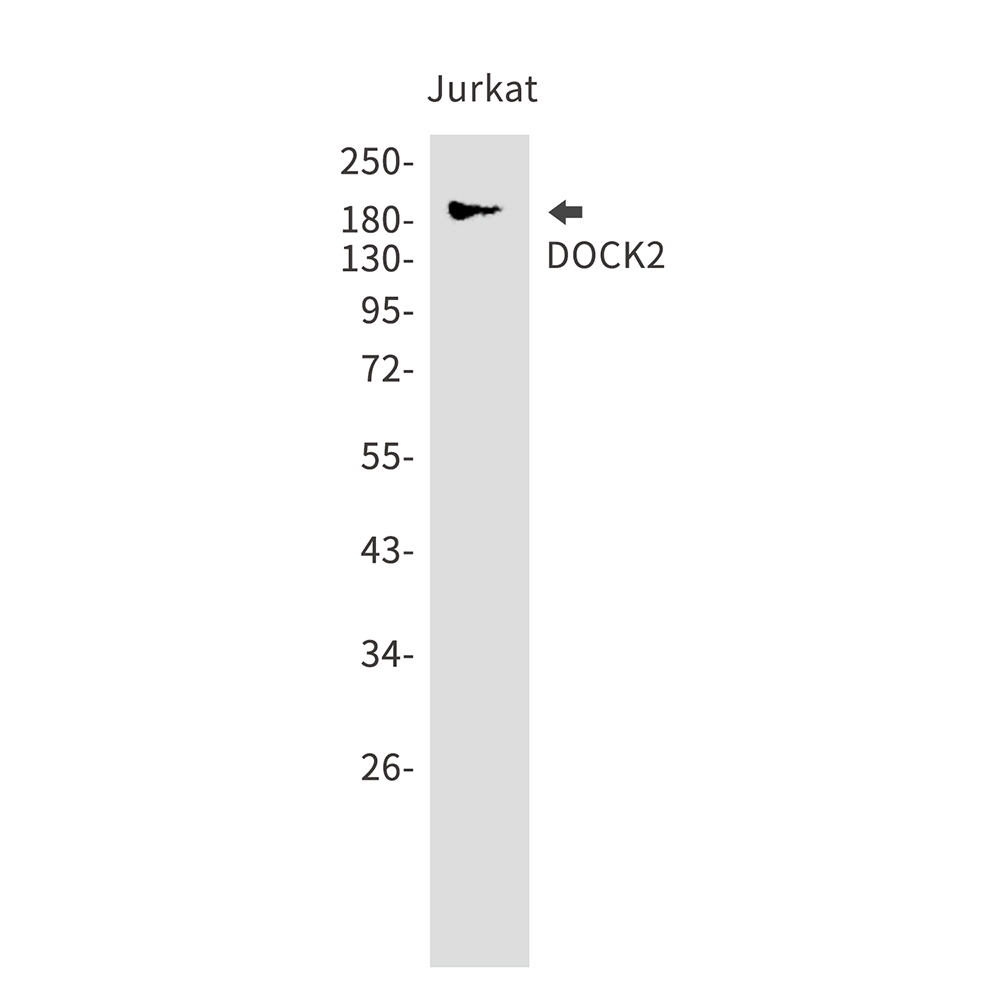 DOCK2 Rabbit mAb ABZ2929