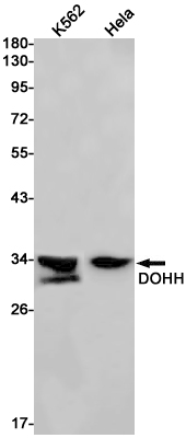 DOHH Rabbit mAb ABZ2931