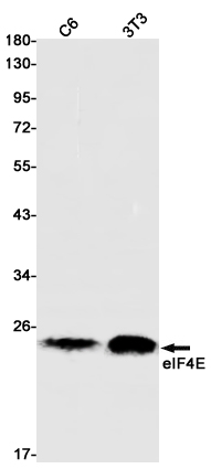 eIF4E Rabbit mAb ABZ2932