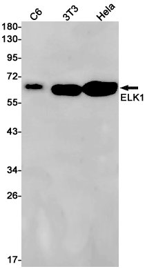 ELK1 Rabbit mAb ABZ2935