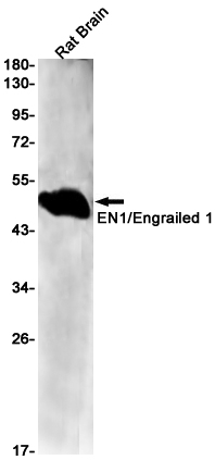EN1 Rabbit mAb ABZ2936