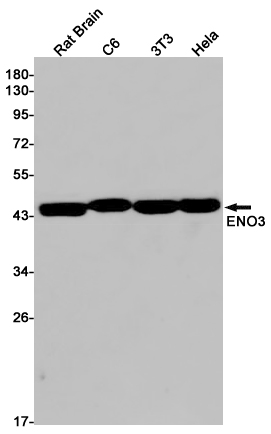 ENO3 Rabbit mAb ABZ2937