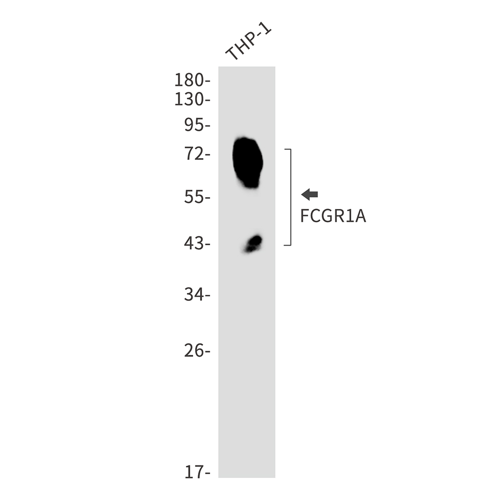 CD64 Rabbit mAb ABZ2946