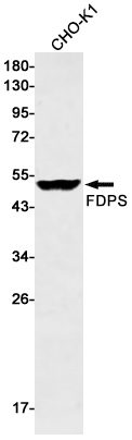 FDPS/FPS Rabbit mAb ABZ2947