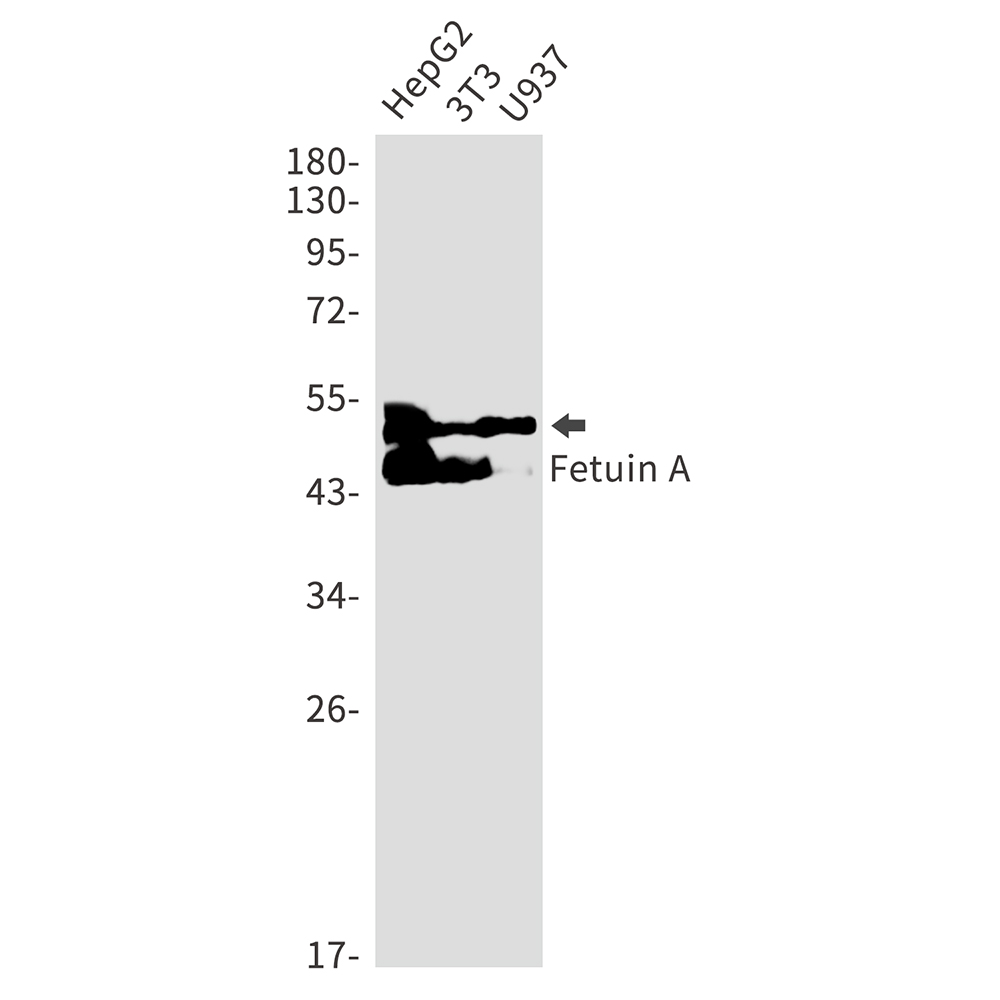 Fetuin A Rabbit mAb ABZ2949
