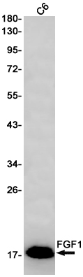 FGF1 Rabbit mAb ABZ2950