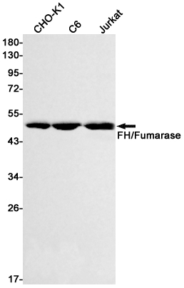 FH/Fumarase Rabbit mAb ABZ2951