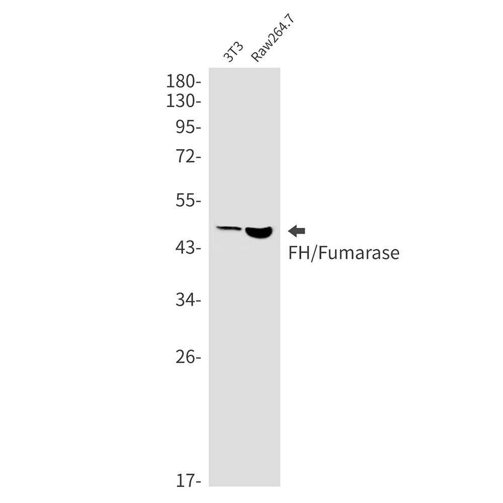 FH/Fumarase Rabbit mAb ABZ2952