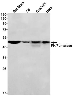 FH/Fumarase Rabbit mAb ABZ2952