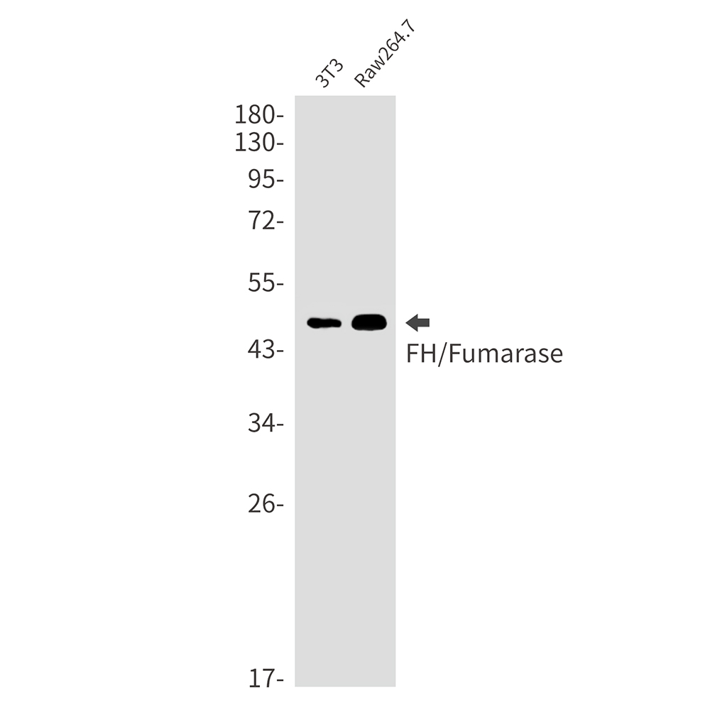 FH/Fumarase Rabbit mAb ABZ2953
