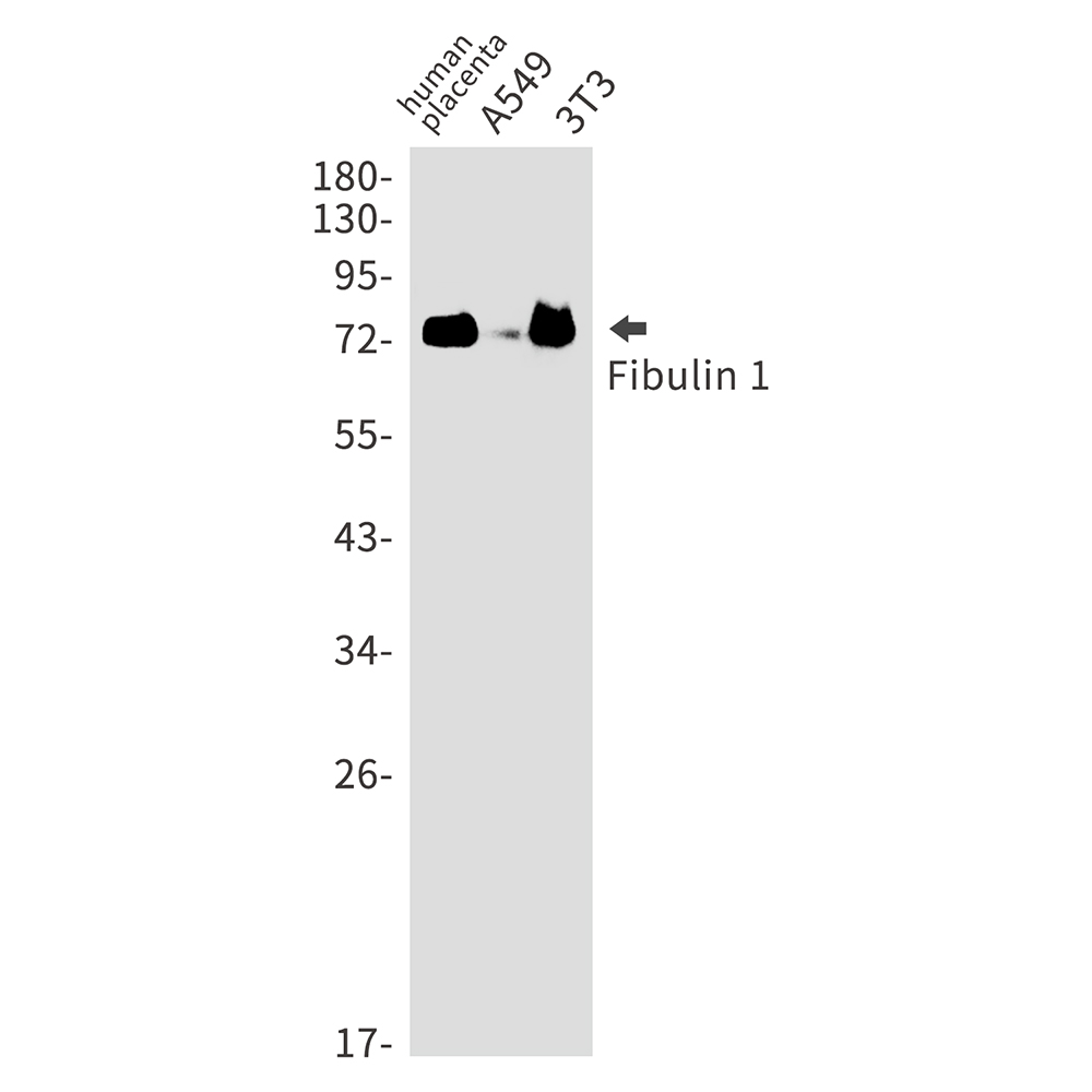Fibulin 1 Rabbit mAb ABZ2955