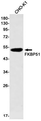 FKBP51 Rabbit mAb ABZ2956