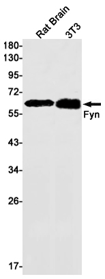 FYN Rabbit mAb ABZ2961