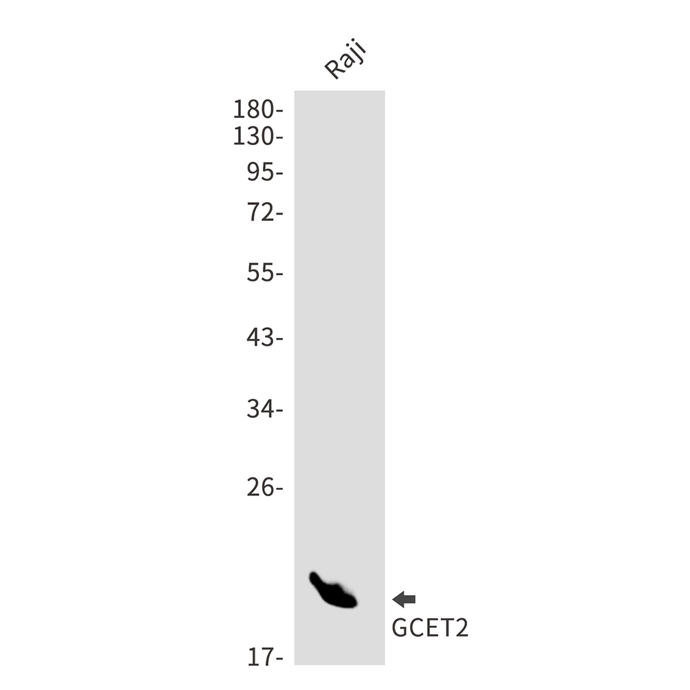 GCET2 Rabbit mAb ABZ2964