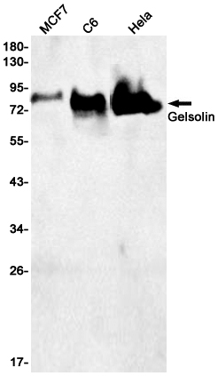 Gelsolin Rabbit mAb ABZ2965