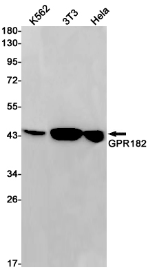GPR182 Rabbit mAb ABZ2976