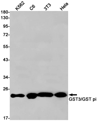 GST3 / GST pi Rabbit mAb ABZ2979
