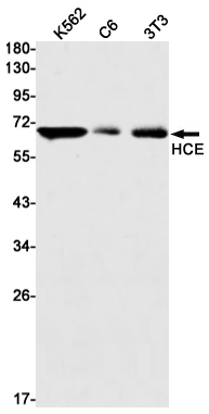 HCE Rabbit mAb ABZ2981