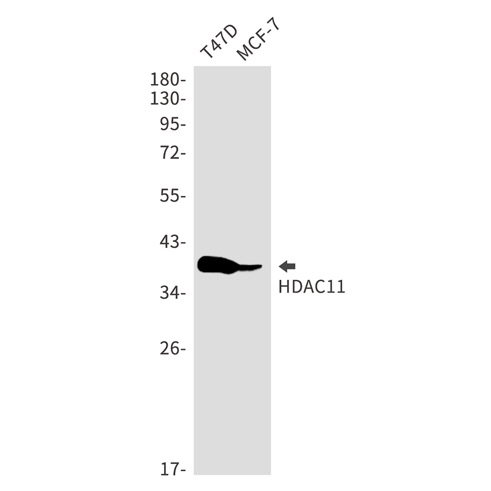 HDAC11 Rabbit mAb ABZ2982