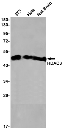 HDAC3 Rabbit mAb ABZ2983