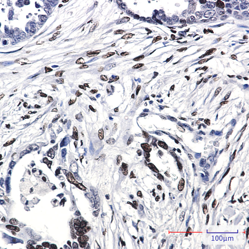 Histone H1 Rabbit mAb ABZ2986