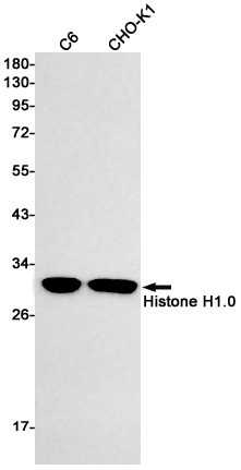 Histone H1 Rabbit mAb ABZ2986