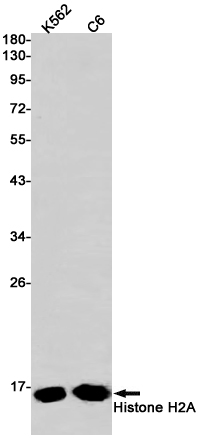 Histone H2A Rabbit mAb ABZ2987