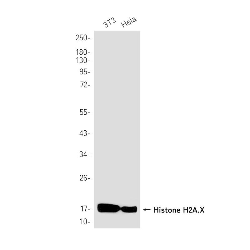 Histone H2A.X Rabbit mAb ABZ2988