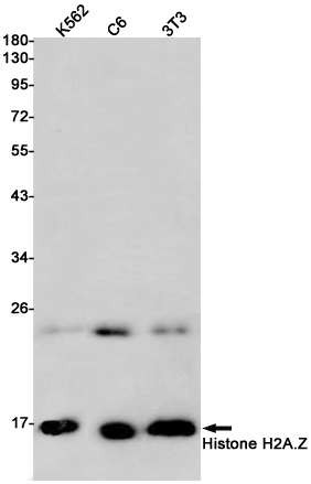 Histone H2A.Z Rabbit mAb ABZ2989