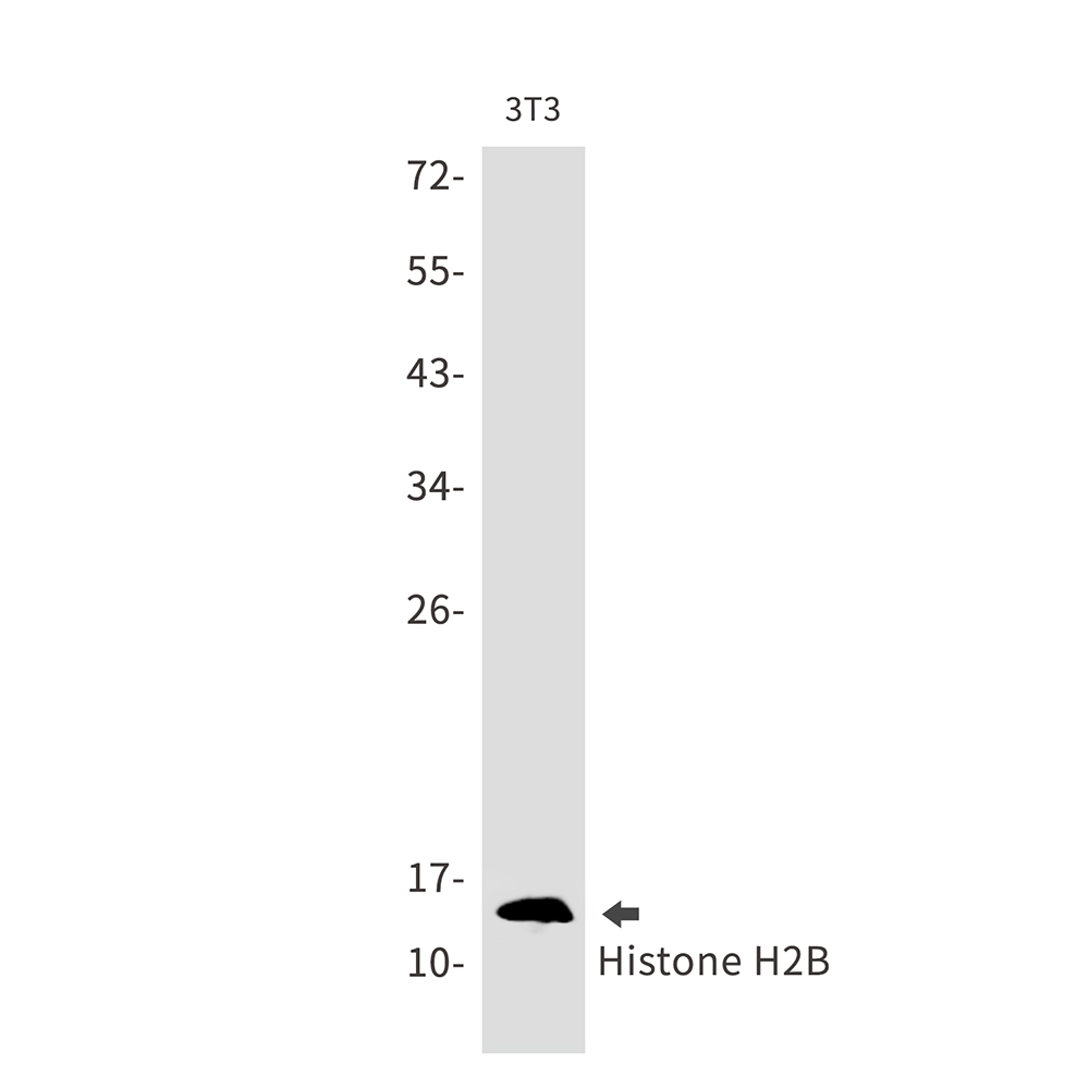 Histone H2B Rabbit mAb ABZ2990
