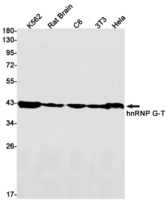 hnRNP G T Rabbit mAb ABZ2994