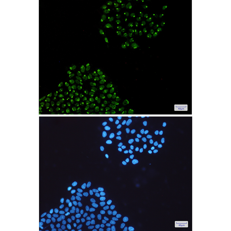 hnRNP Q Rabbit mAb ABZ2995