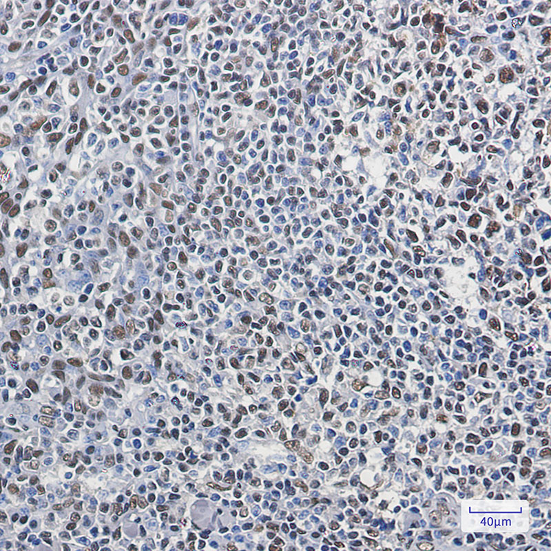 hnRNP Q Rabbit mAb ABZ2995