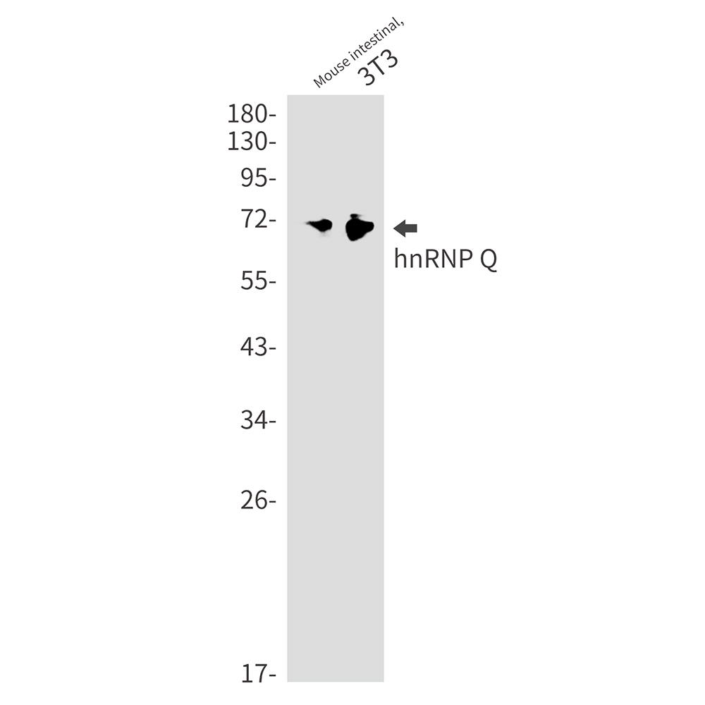 hnRNP Q Rabbit mAb ABZ2995