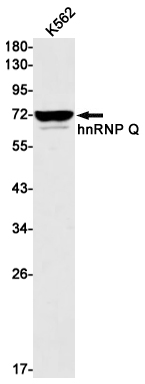 hnRNP Q Rabbit mAb ABZ2995