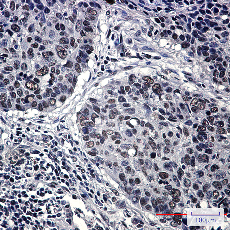 HP1 gamma Rabbit mAb ABZ2997