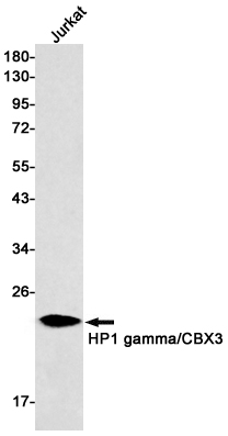 HP1 gamma Rabbit mAb ABZ2997