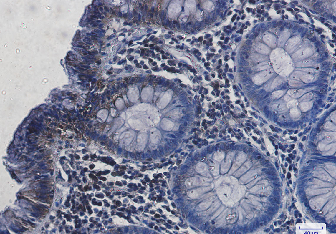 Hsc70 Rabbit mAb ABZ2998