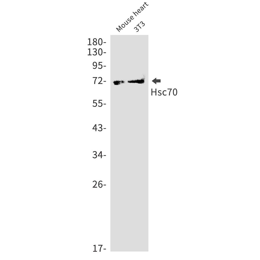 Hsc70 Rabbit mAb ABZ2998