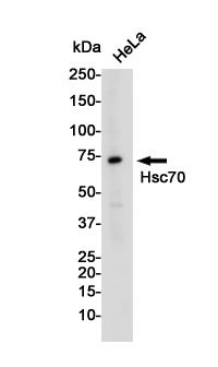 Hsc70 Rabbit mAb ABZ2998