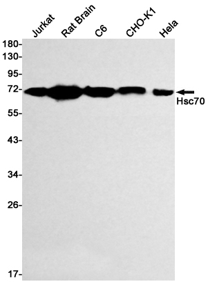 Hsc70 Rabbit mAb ABZ2998