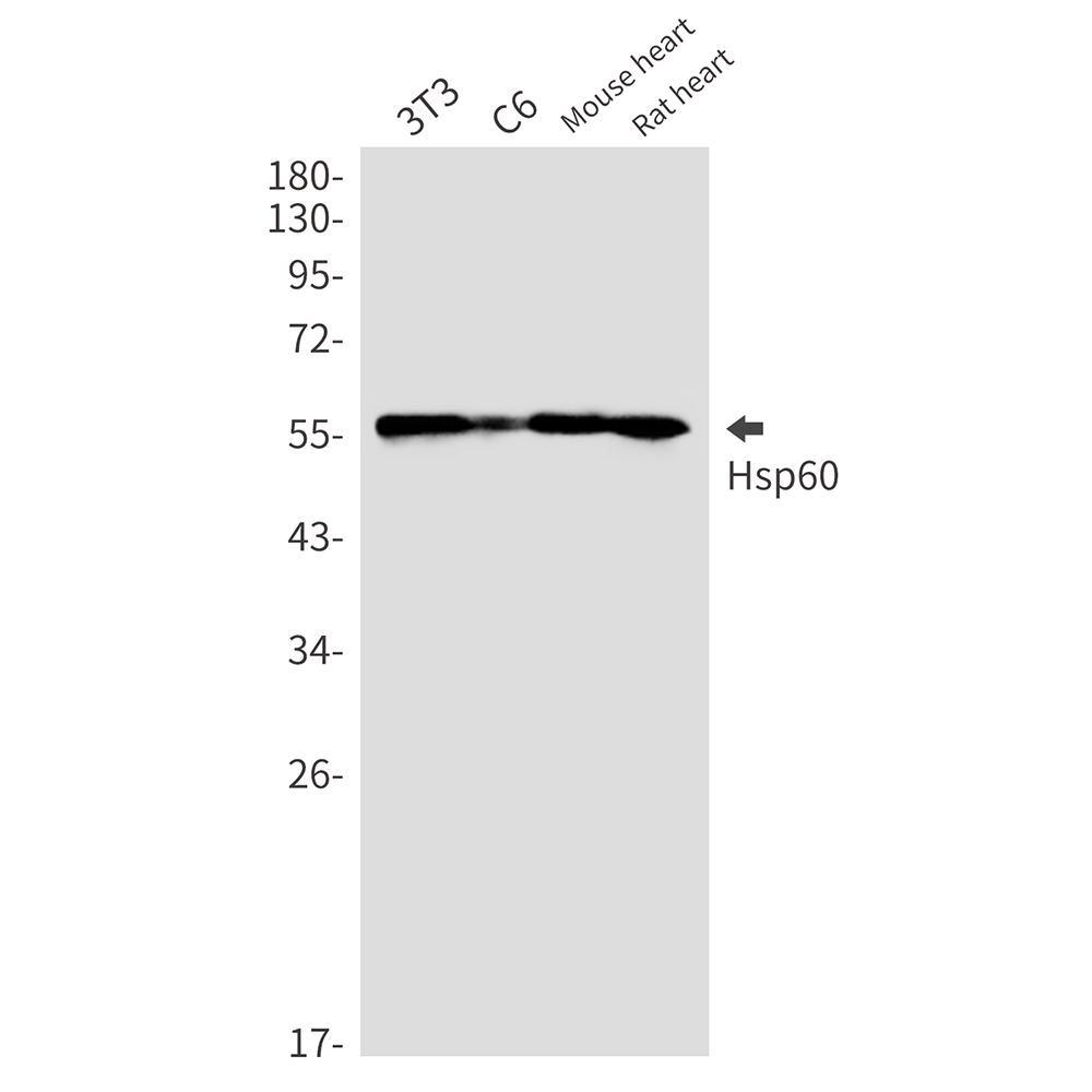 Hsp60 Rabbit mAb ABZ3000