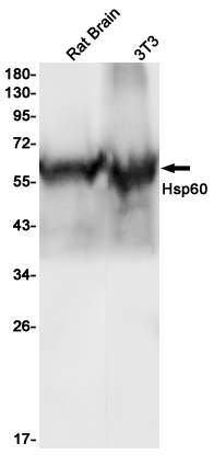 Hsp60 Rabbit mAb ABZ3001