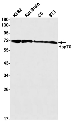 Hsp70 Rabbit mAb ABZ3002