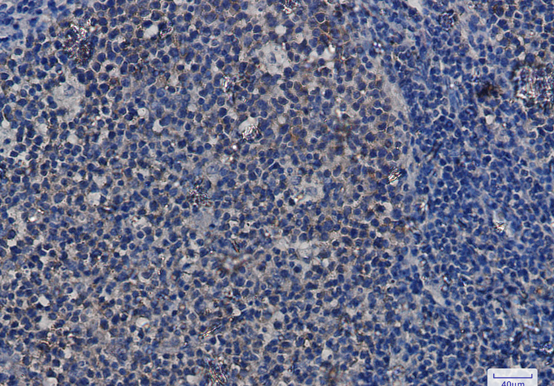 Hsp90 alpha/beta Rabbit mAb ABZ3003