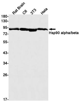 Hsp90 alpha/beta Rabbit mAb ABZ3003