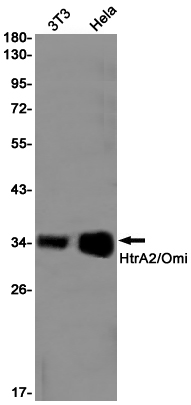 HtrA2 / Omi Rabbit mAb ABZ3004