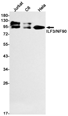 ILF3 Rabbit mAb ABZ3014