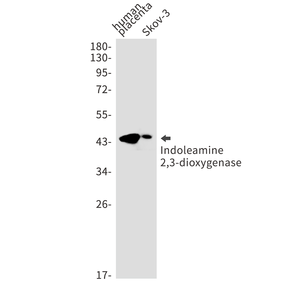 Indoleamine 2,3-dioxygenase Rabbit mAb ABZ3016